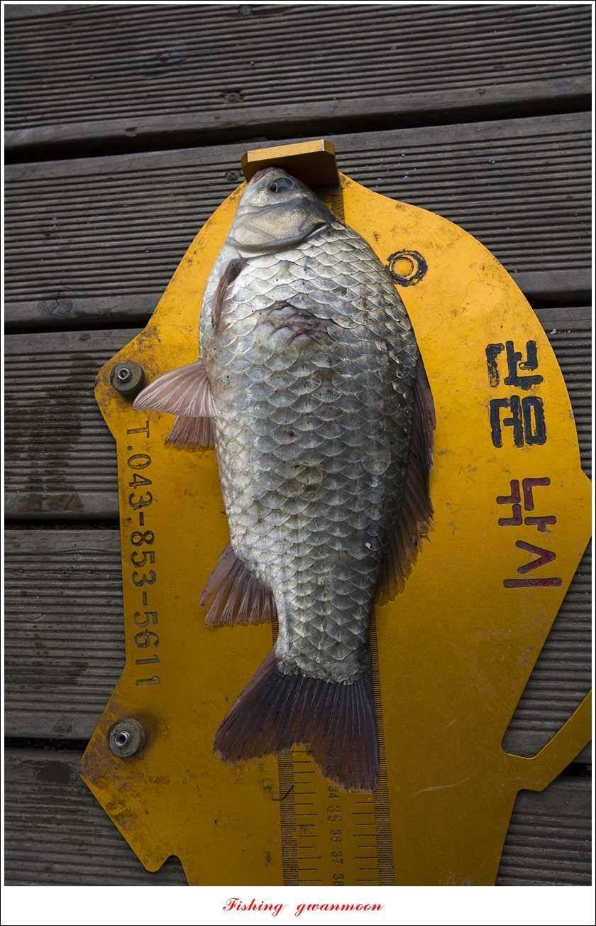 신매 42 cm 외 충주호 조황 (조황조행기 - 특파원조황)