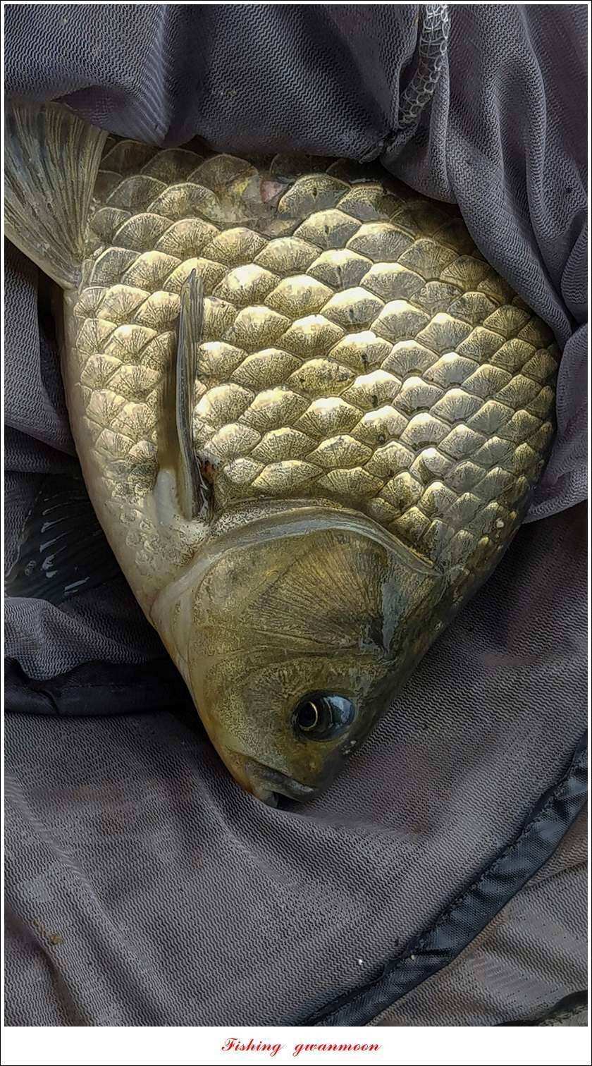 신매 42 cm 혹부리 대물돌감신리실리곡 월척 조황 (조황조행기 - 특파원조황)