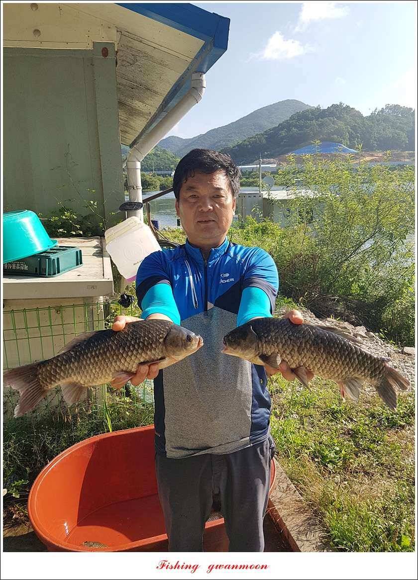 화곡지신매 월척 조황 (조황조행기 - 특파원조황)
