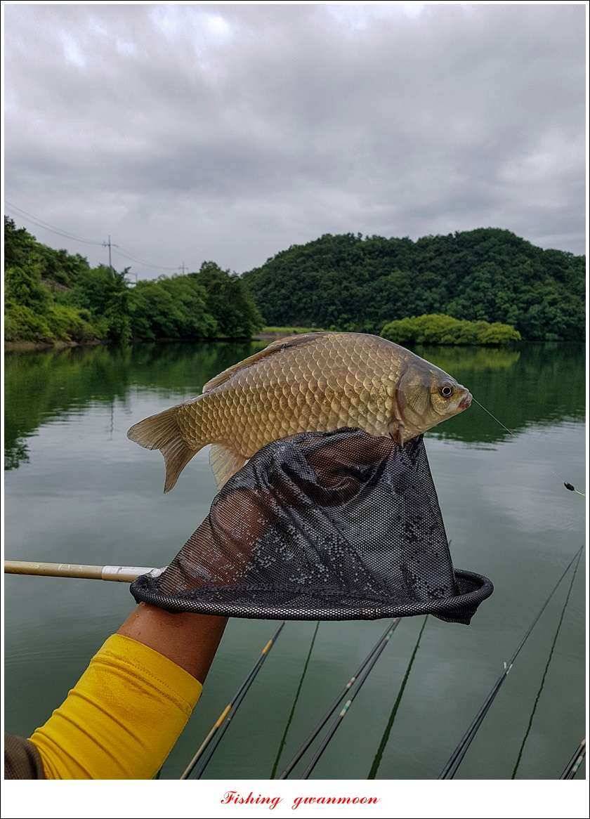 실리곡 43 cm신리 월척화곡지 호조황 (조황조행기 - 특파원조황)