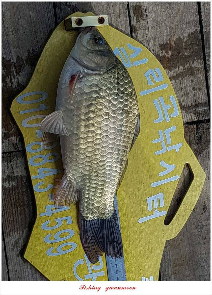 신리 46cm41cm병호 41cm돌감 40 cm (조황조행기 - 특파원조황)