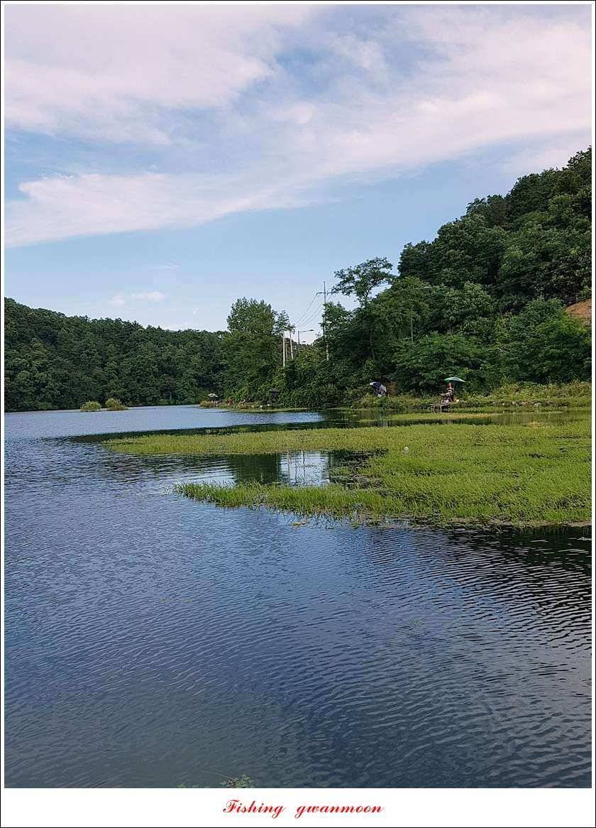 신매 42 cm돌감신리실리곡제일화곡지 조황 (조황조행기 - 특파원조황)