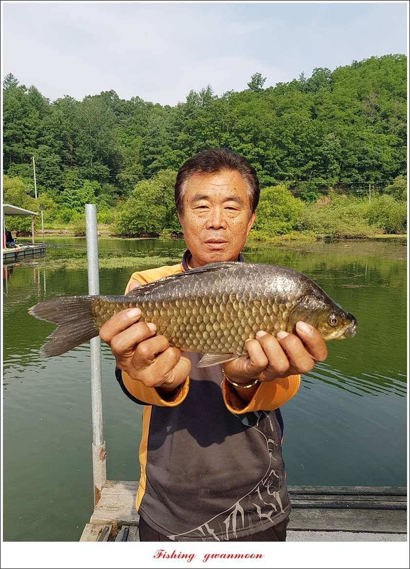 신매 42 cm늘푸른돌감화곡지두무소 월척 조황 (조황조행기 - 특파원조황)