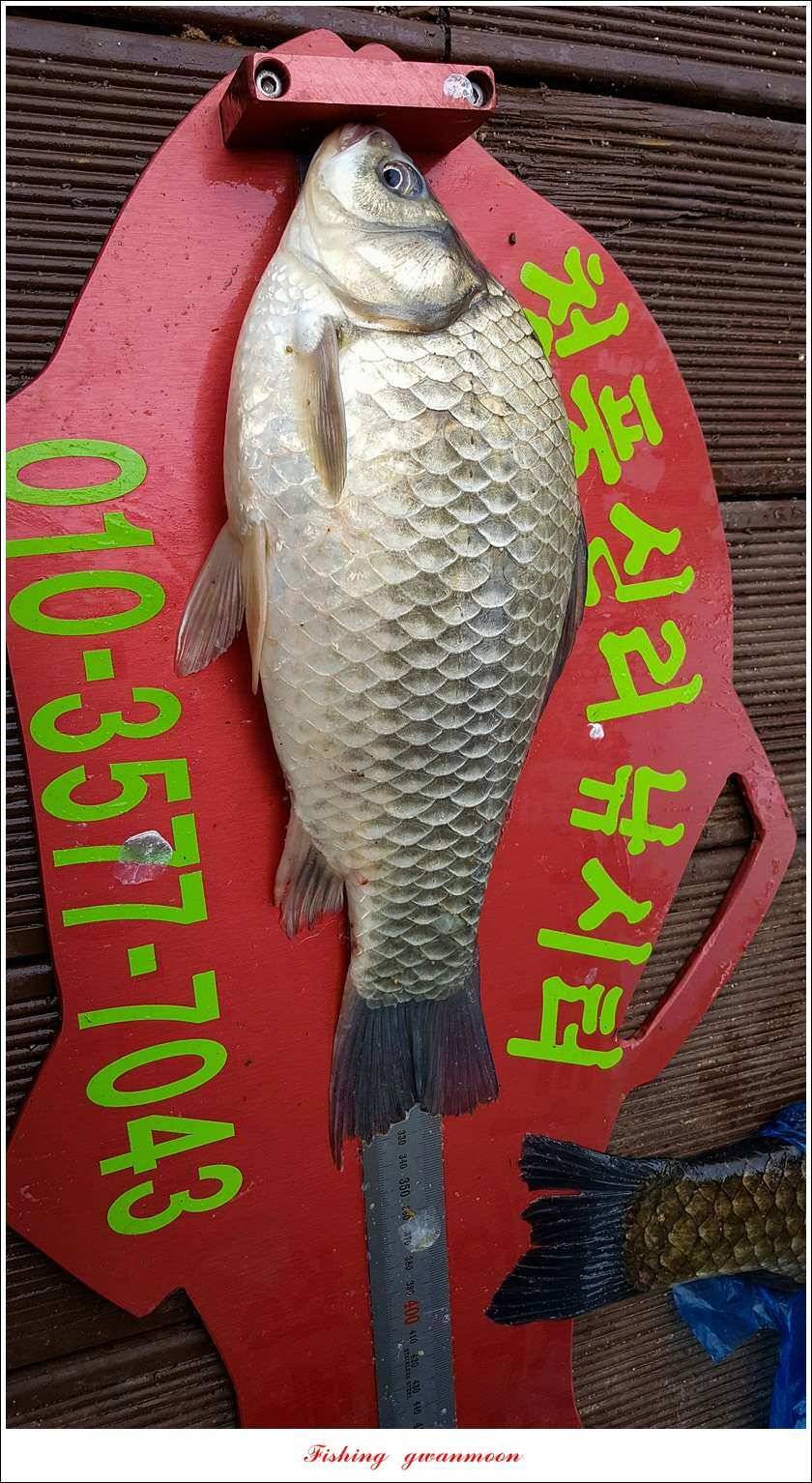 신매 42 cm 외 충주호 조황 (조황조행기 - 특파원조황)