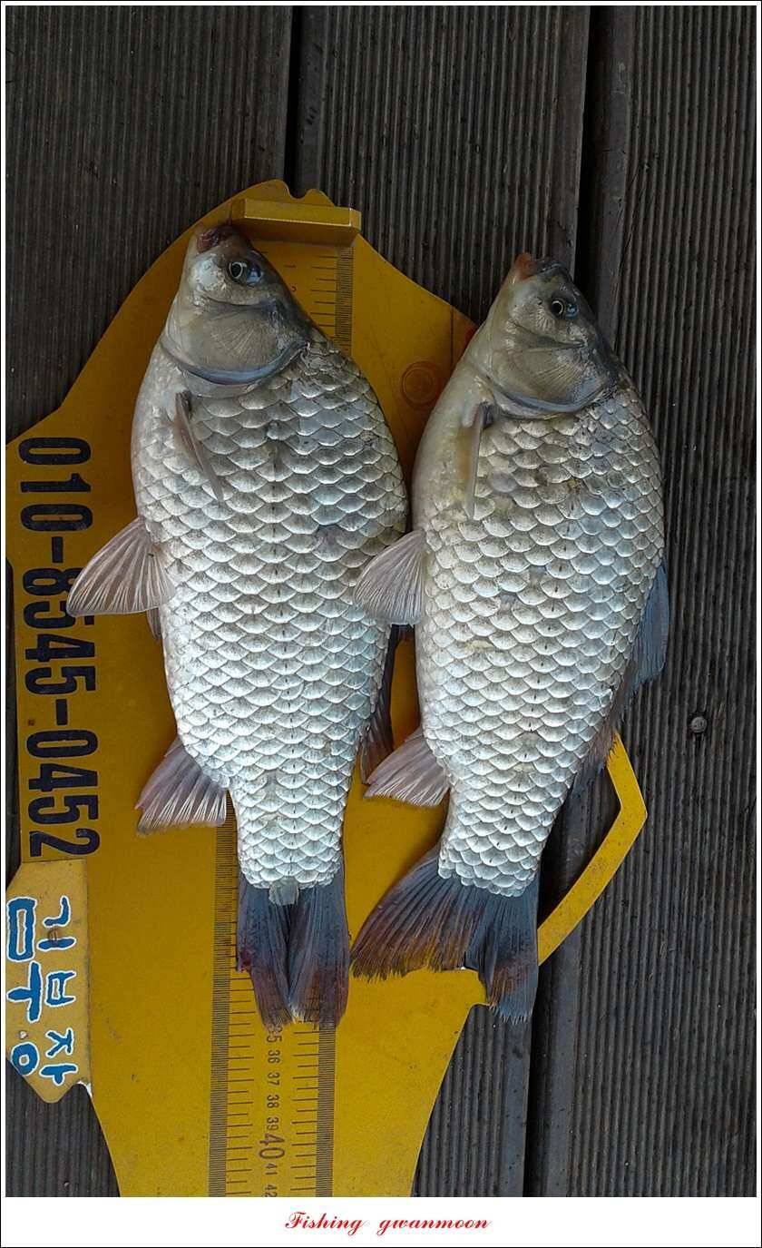 돌감 42 cm늘푸른한버들신리 허리급 월척 및 마릿수 조황 (조황조행기 - 특파원조황)
