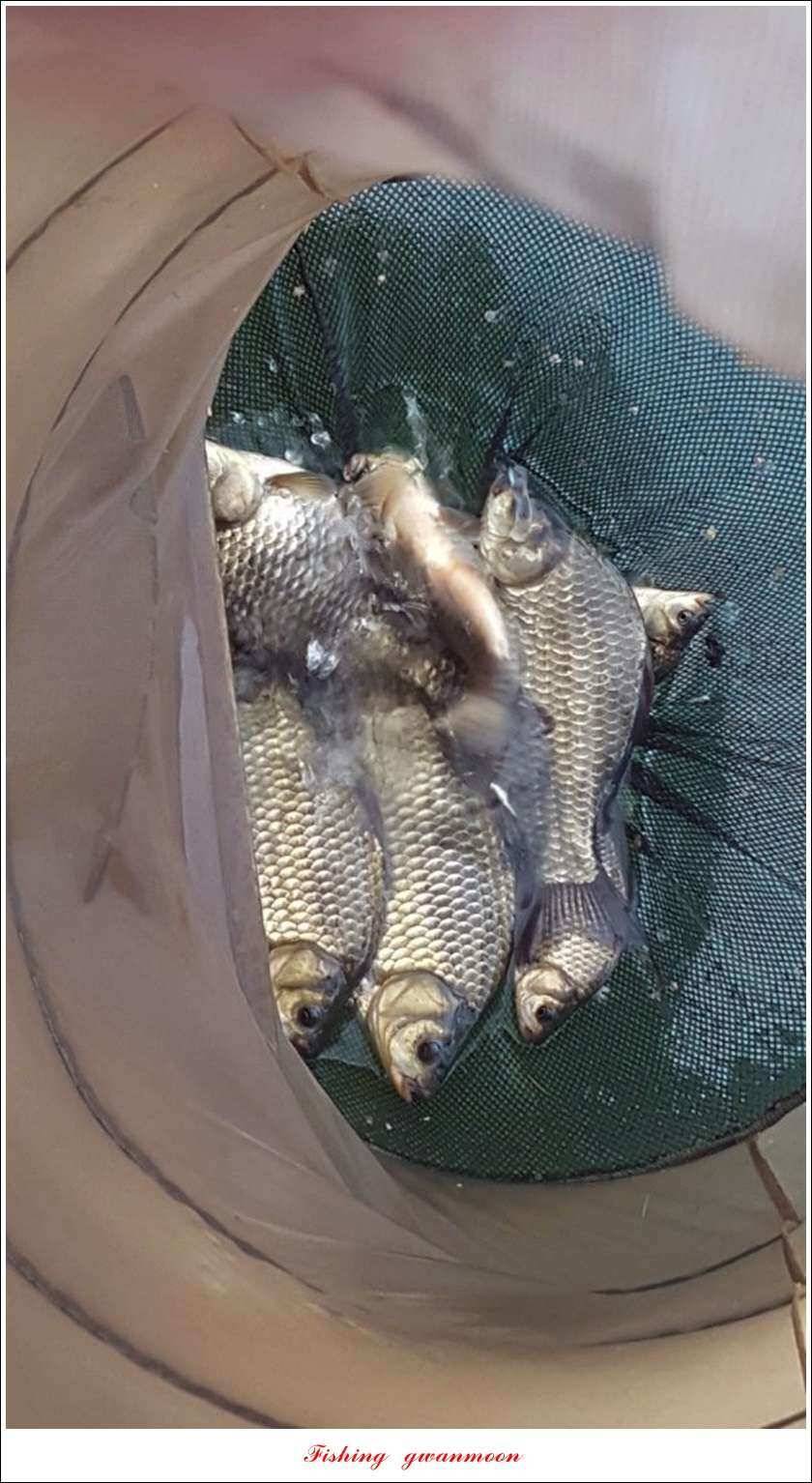 청풍신리실리곡제일 조황 (조황조행기 - 특파원조황)