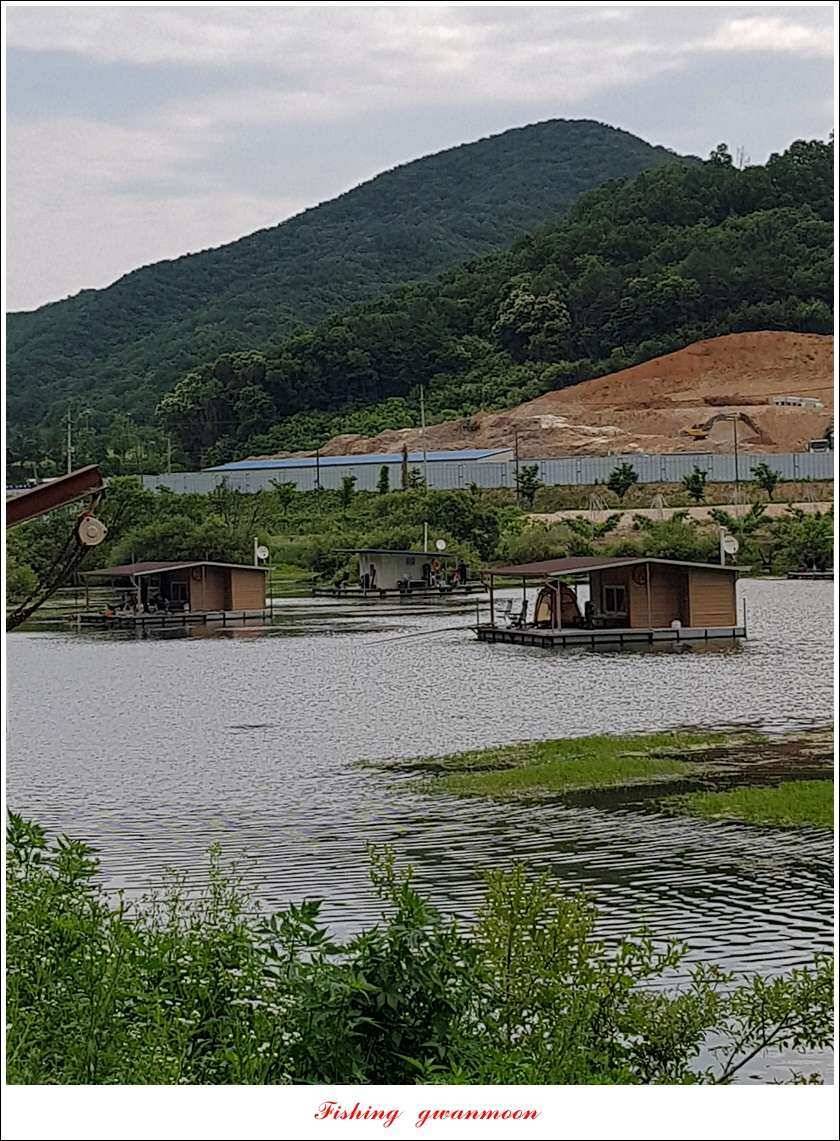 늘푸른한버들화곡지 조황 (조황조행기 - 특파원조황)