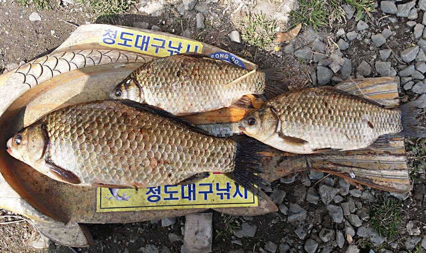 청도권 주중 조황정보 (조황조행기 - 특파원조황)