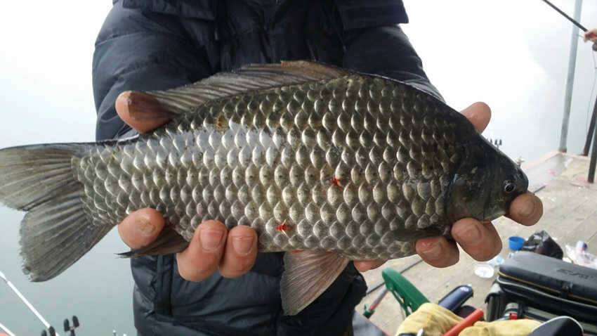 하천리 주말조황 35cm 월척붕어 (조황조행기 - 특파원조황)