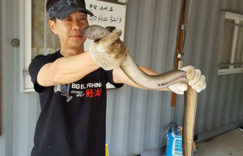 충주호 탄금호 16kg 10kg 대물장어 월척붕어 소식입니다 (조황조행기 - 특파원조황)
