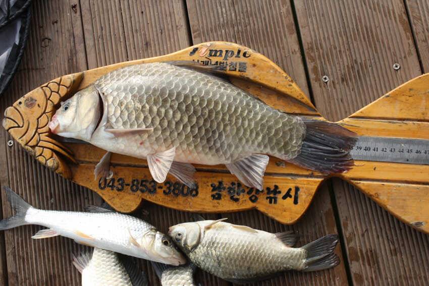 솔 39cm gkcjs 37cm 외 마릿수 월척 명서 꽃바위 소식입니다 (조황조행기 - 특파원조황)