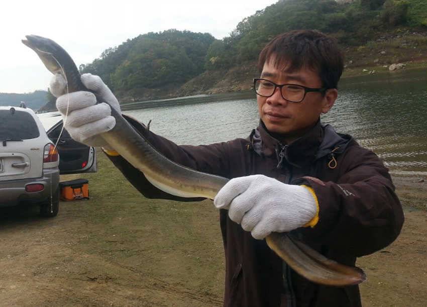 하천 붕어 마릿수 후산리 키로급장어 꽃바위 장어소식 (조황조행기 - 특파원조황)