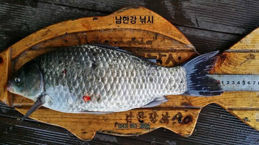 하천리 415cm 대물붕어 소식 (조황조행기 - 특파원조황)