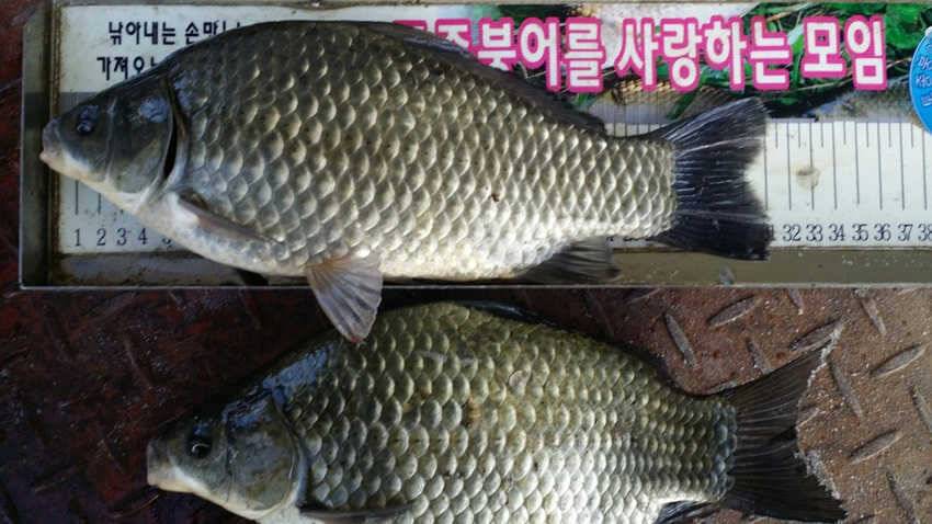 하천리 월척에 마릿수 조황 (조황조행기 - 특파원조황)
