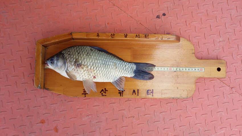 후산리 35cm 월척붕어 소식 (조황조행기 - 특파원조황)