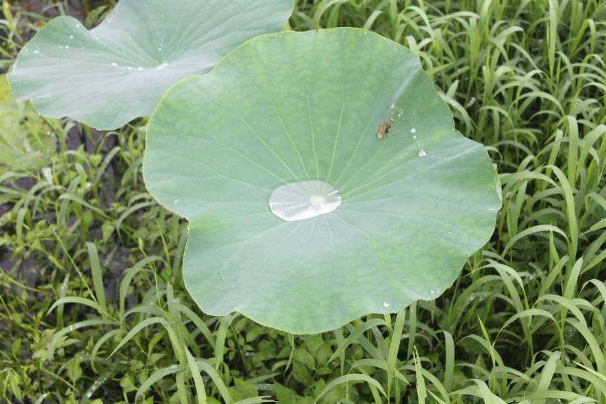 장마에 힘든 낚시 입니다 (조황조행기 - 특파원조황)