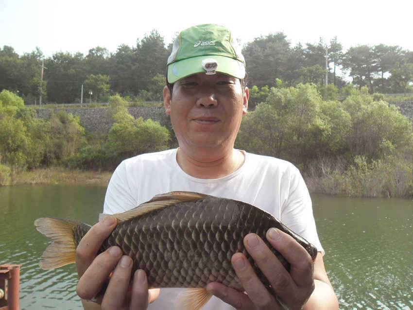 솔낚시터의 멋진 월척붕어 하천 목벌 소식 (조황조행기 - 특파원조황)