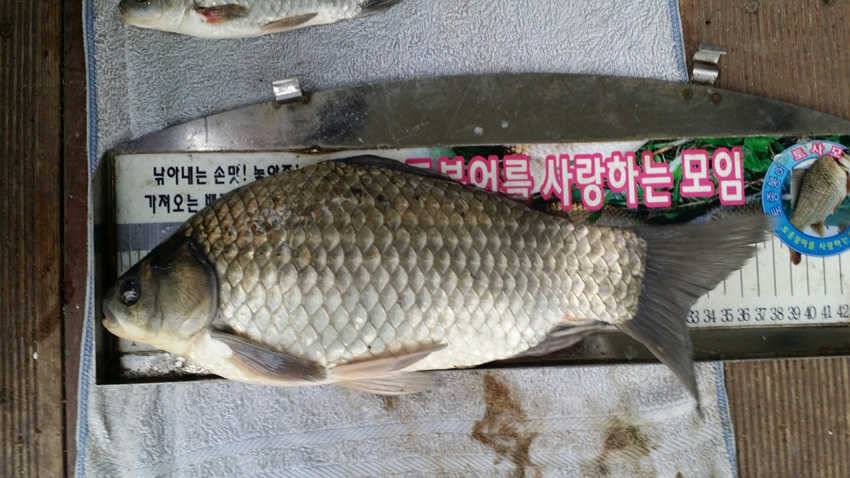 하천리 37cm 외 마릿수 조황 (조황조행기 - 특파원조황)