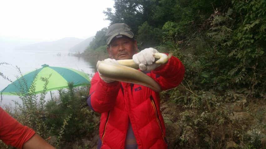 서운리 솔 붕어 마릿수 오산리 12kg 대물장어 (조황조행기 - 특파원조황)