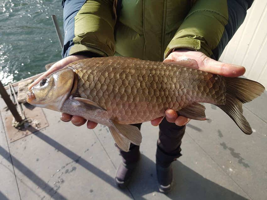 하천 42cm 대물붕어에 준 월척조황 90cm급 잉어 (조황조행기 - 특파원조황)