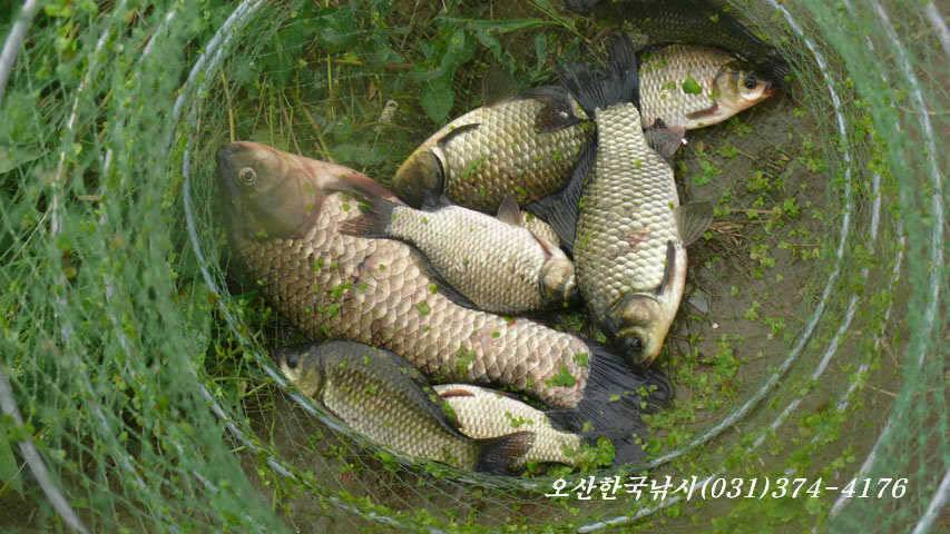 회화리보의 월척소식과 월드컵 16강소식 (조황조행기 - 특파원조황)