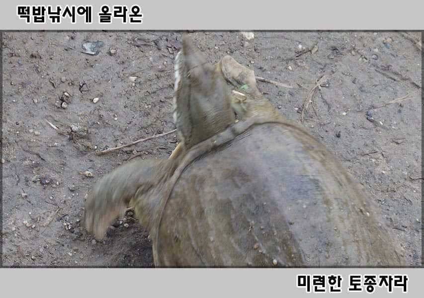 꿈틀대는 오산권 수로 붕어들 (조황조행기 - 특파원조황)