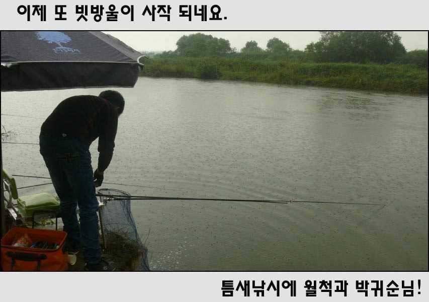 오산천진위천 수로붕어들의 소망주중 조황 (조황조행기 - 특파원조황)