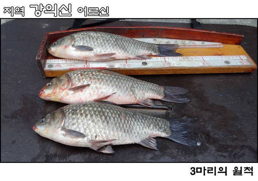 오산천과 회화리보 월척 (조황조행기 - 특파원조황)