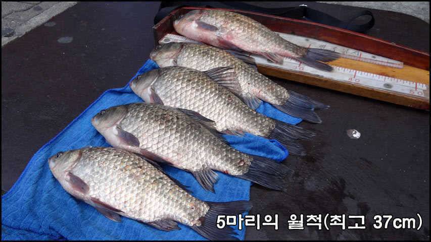 가을에 만난 수로 붕어들 (조황조행기 - 특파원조황)