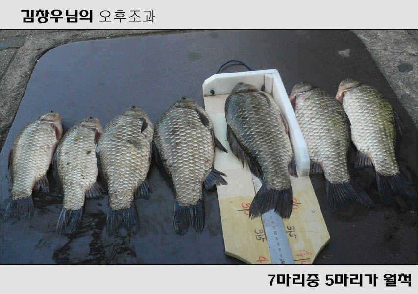 줄줄이 월척과 대물잉어들 (조황조행기 - 특파원조황)