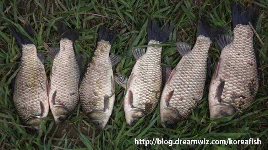 봄을 보내는 오산천 (조황조행기 - 특파원조황)