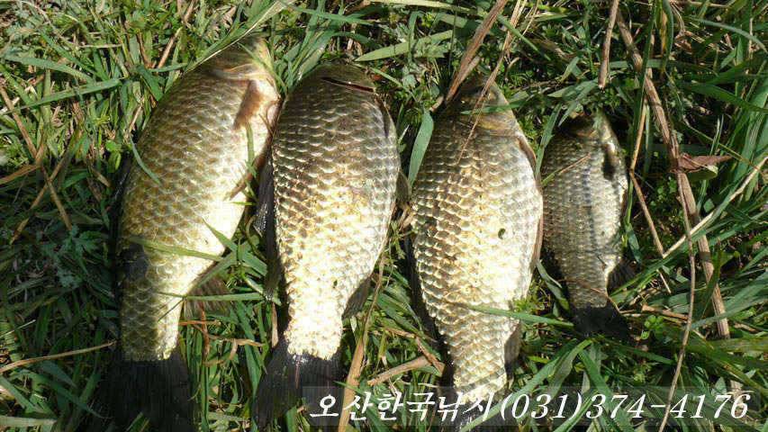일부산란 시작하는 오산권수로 (조황조행기 - 특파원조황)