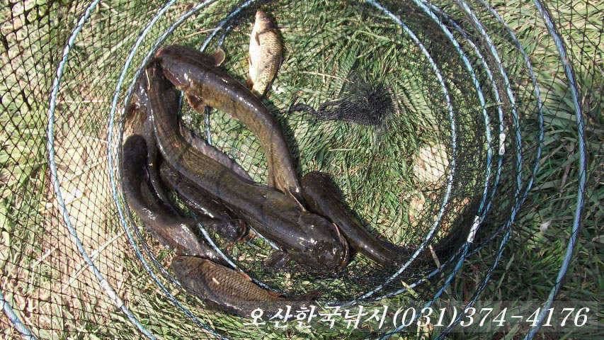 일부산란 시작하는 오산권수로 (조황조행기 - 특파원조황)