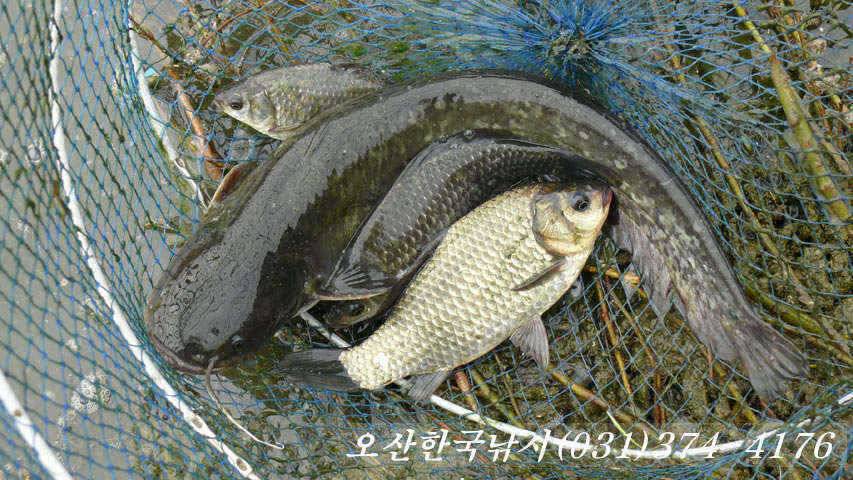 일부산란 시작하는 오산권수로 (조황조행기 - 특파원조황)