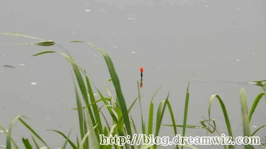회화리보 펑펑 쏟아지네요 (조황조행기 - 특파원조황)