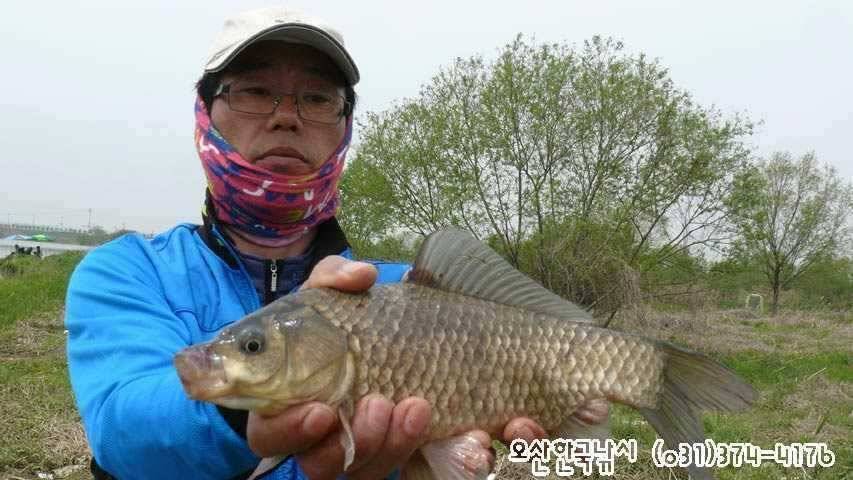 회화리보 펑펑 쏟아지네요 (조황조행기 - 특파원조황)