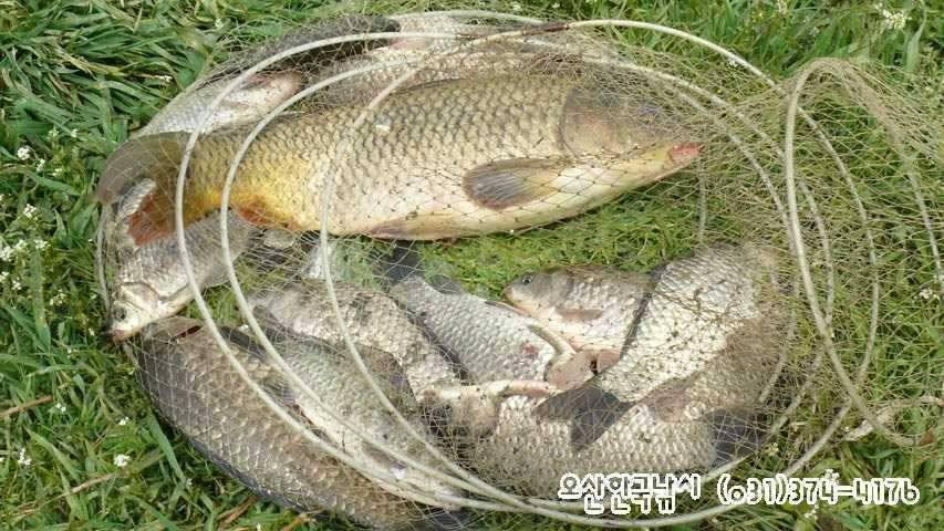 회화리보 펑펑 쏟아지네요 (조황조행기 - 특파원조황)