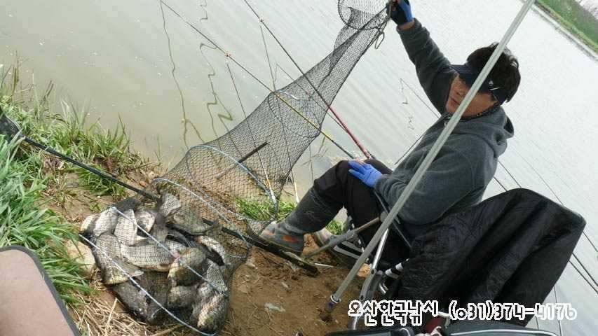 회화리보 펑펑 쏟아지네요 (조황조행기 - 특파원조황)
