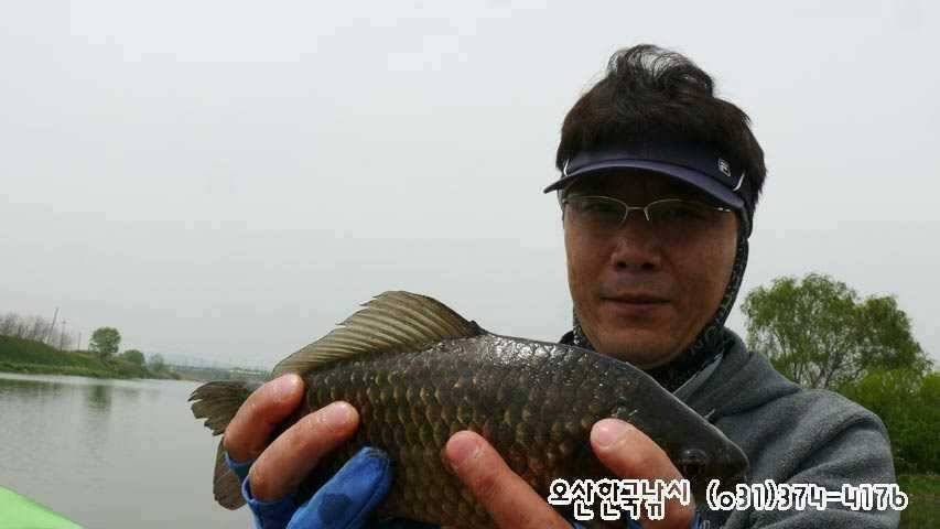 회화리보 펑펑 쏟아지네요 (조황조행기 - 특파원조황)
