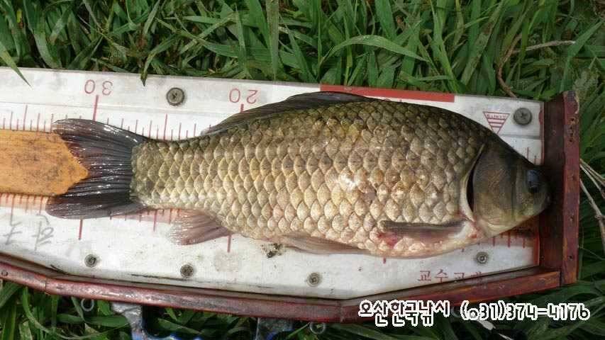 회화리보 펑펑 쏟아지네요 (조황조행기 - 특파원조황)