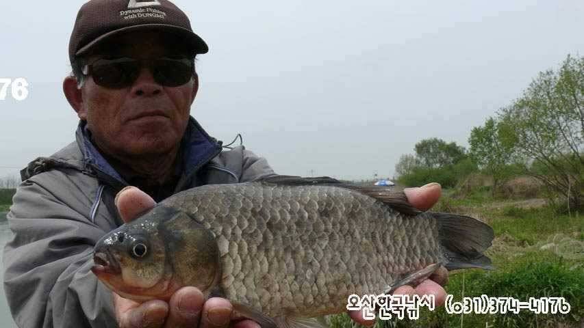 회화리보 펑펑 쏟아지네요 (조황조행기 - 특파원조황)