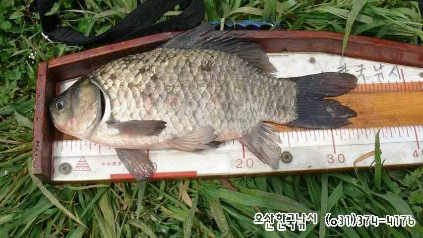 회화리보 펑펑 쏟아지네요 (조황조행기 - 특파원조황)