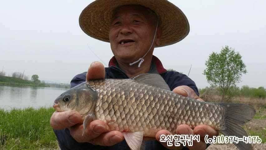 회화리보 펑펑 쏟아지네요 (조황조행기 - 특파원조황)