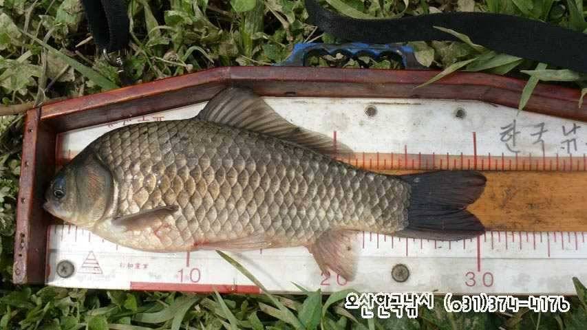 회화리보 펑펑 쏟아지네요 (조황조행기 - 특파원조황)