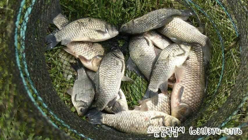 회화리보 펑펑 쏟아지네요 (조황조행기 - 특파원조황)