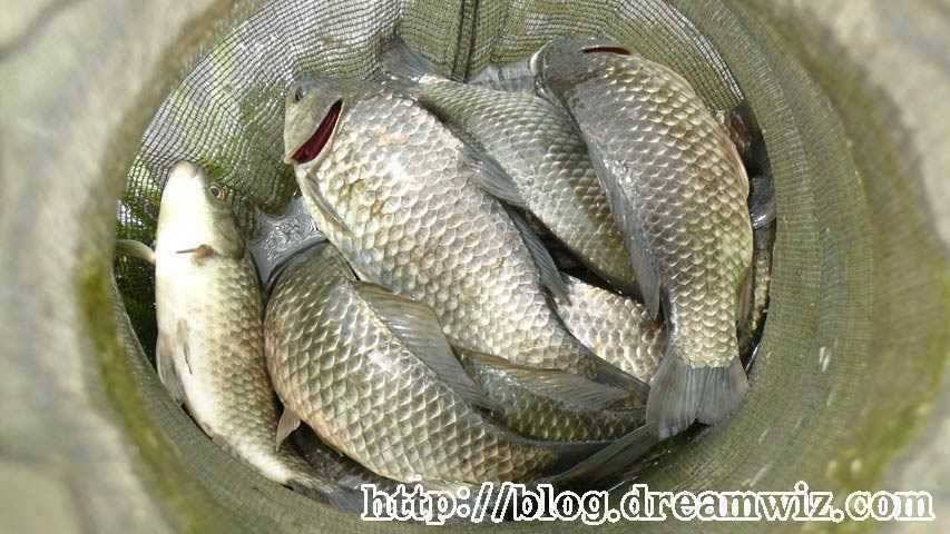 회화리보 펑펑 쏟아지네요 (조황조행기 - 특파원조황)