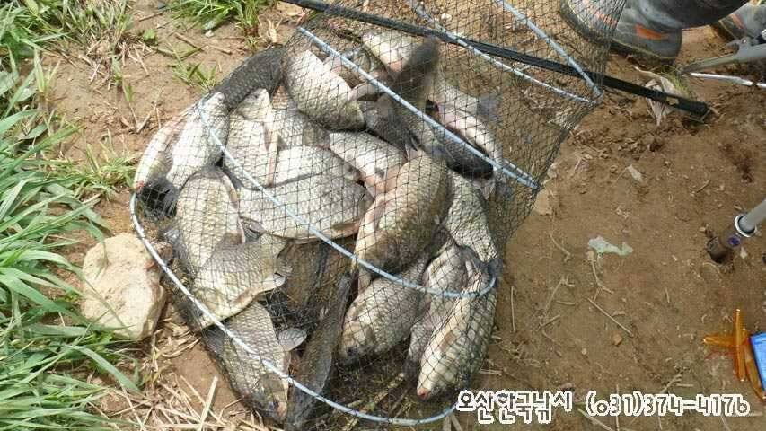 회화리보 펑펑 쏟아지네요 (조황조행기 - 특파원조황)