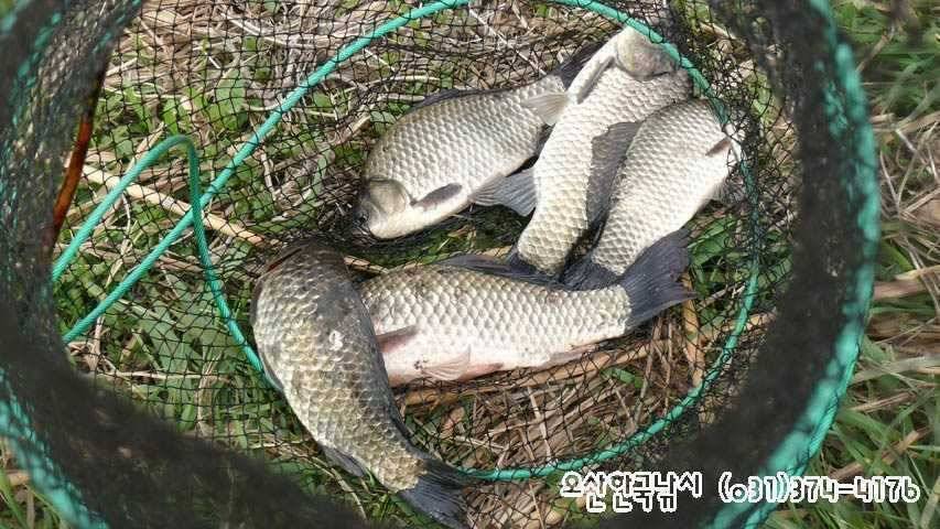회화리보 펑펑 쏟아지네요 (조황조행기 - 특파원조황)