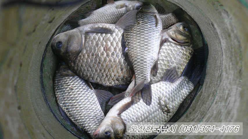 저수온기 왕대박 명당터오산의 수로낚시 (조황조행기 - 특파원조황)