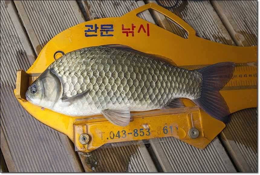 사짜사짜사짜 (조황조행기 - 특파원조황)